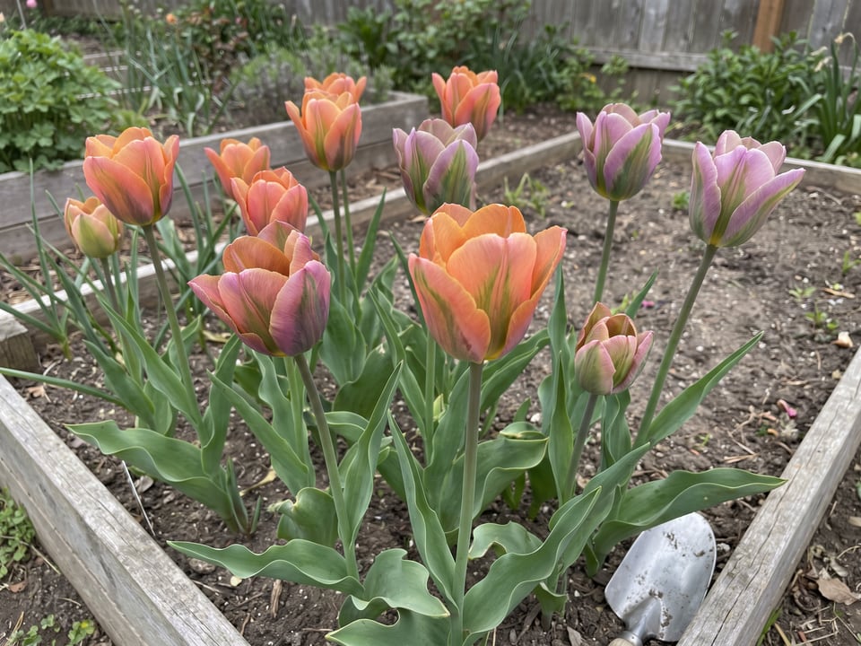 Artist tulip plants in bloom in a garden