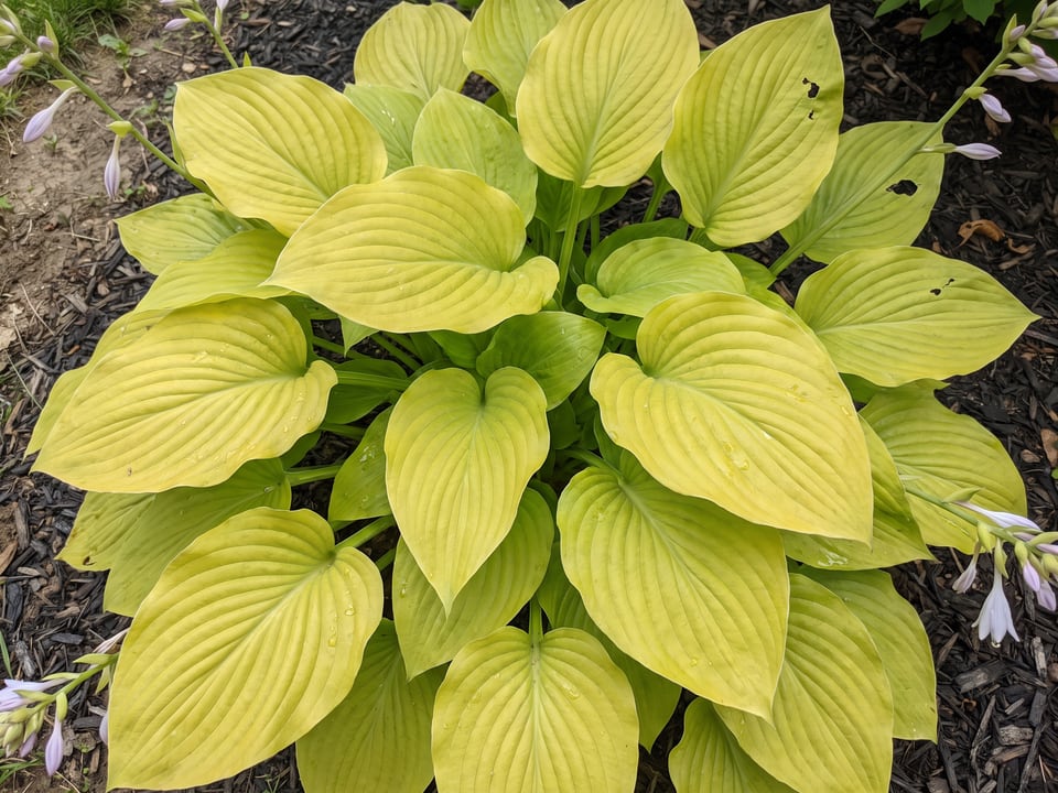 Leaves of August Moon hosta up close