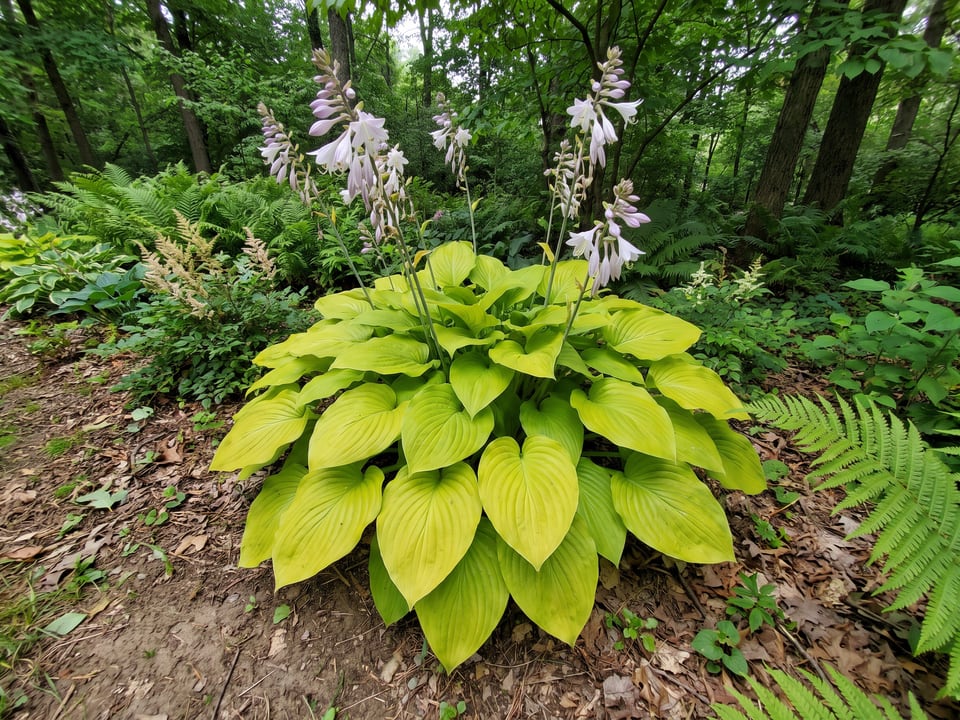 A August Moon hosta clump growing in a shade garden
