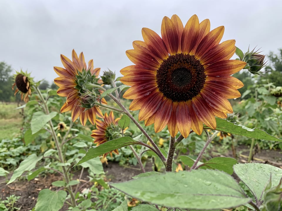 A Autumn Beauty sunflower flower up close on the plant