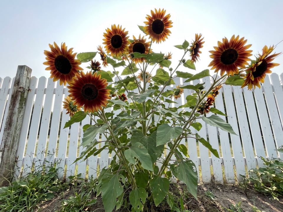 Autumn Beauty sunflower plants in bloom in a garden