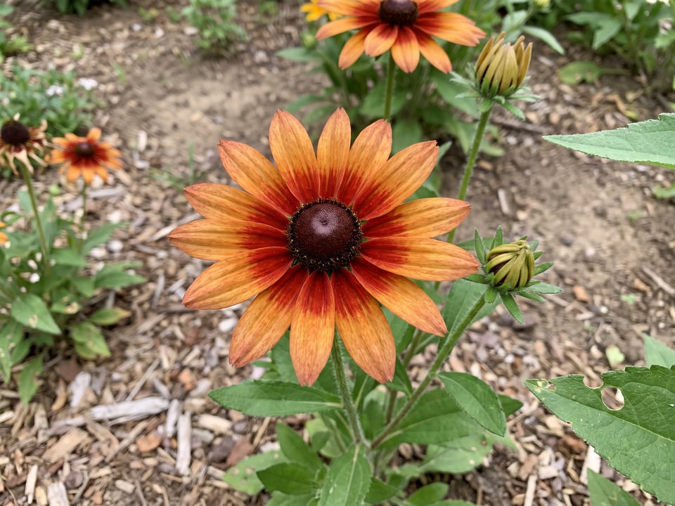 A Autumn Colors black-eyed Susan flower up close on the plant