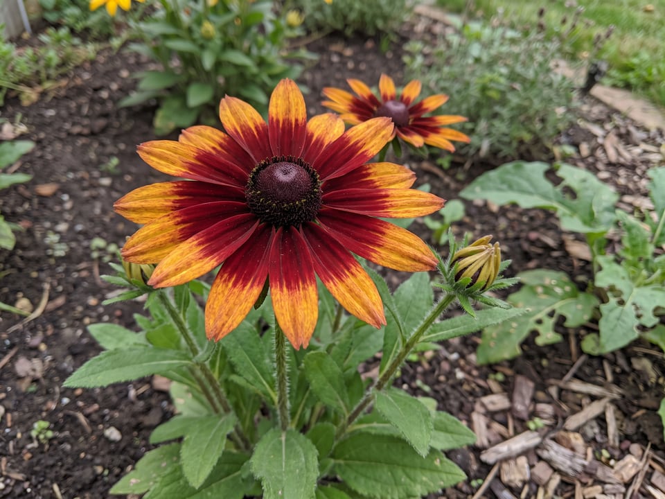 A Autumn Forest black-eyed Susan flower up close on the plant