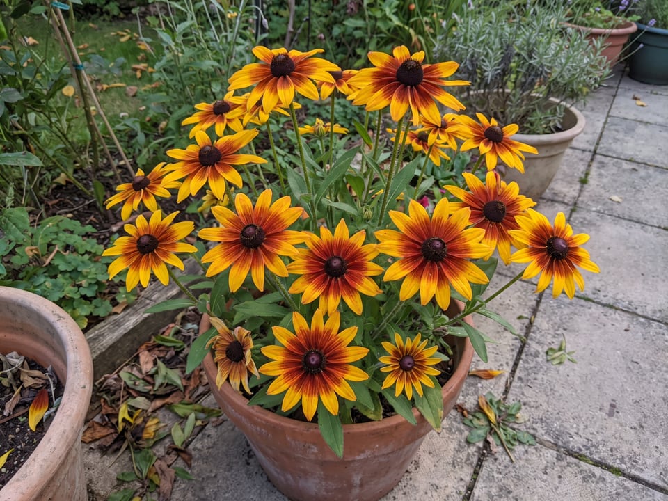 Autumn Forest black-eyed Susan plants in bloom in a garden