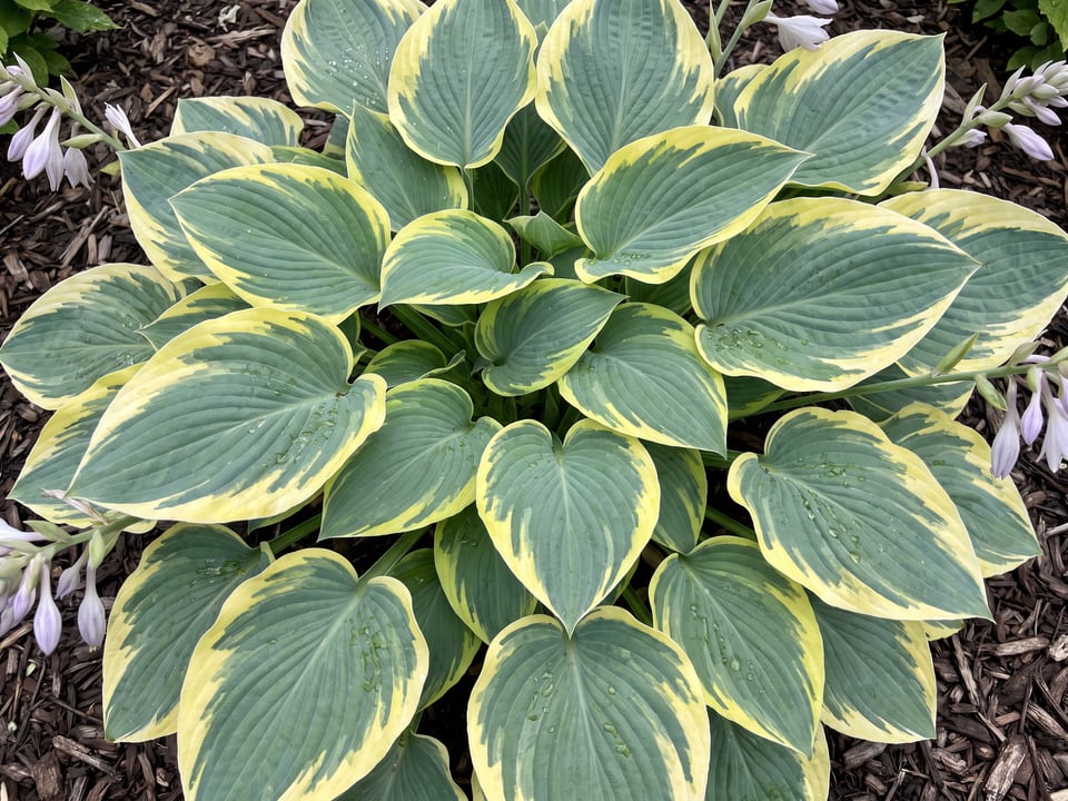 Leaves of Autumn Frost hosta up close
