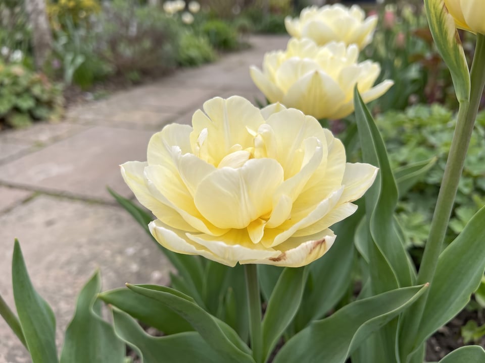 A Avant Garde tulip flower up close on the plant
