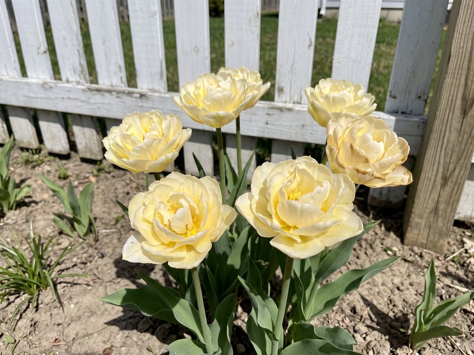 Avant Garde tulip plants in bloom in a garden