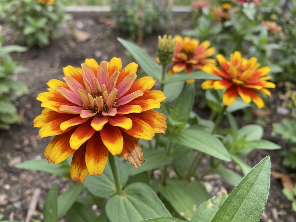 A Aztec Sunset zinnia flower up close on the plant