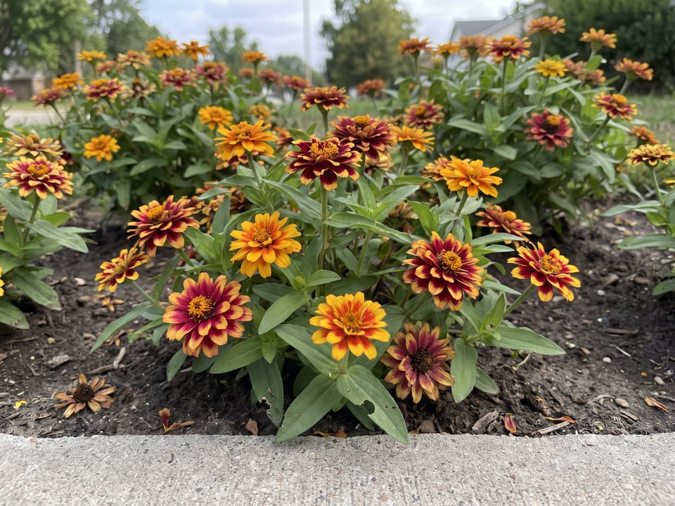 Aztec Sunset zinnia plants in bloom in a garden