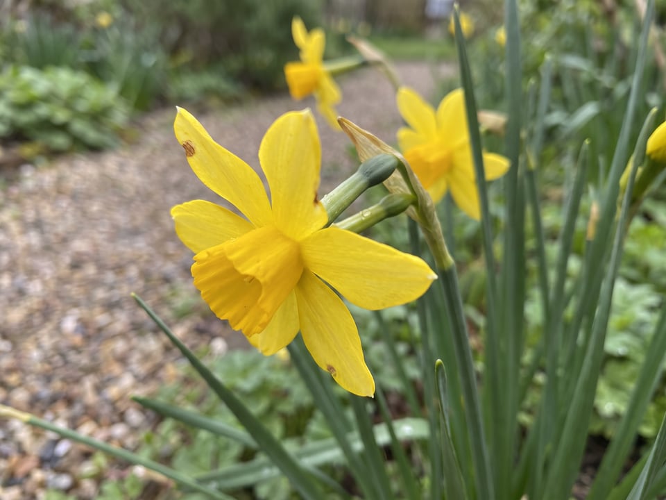 A Baby Moon daffodil flower up close on the plant