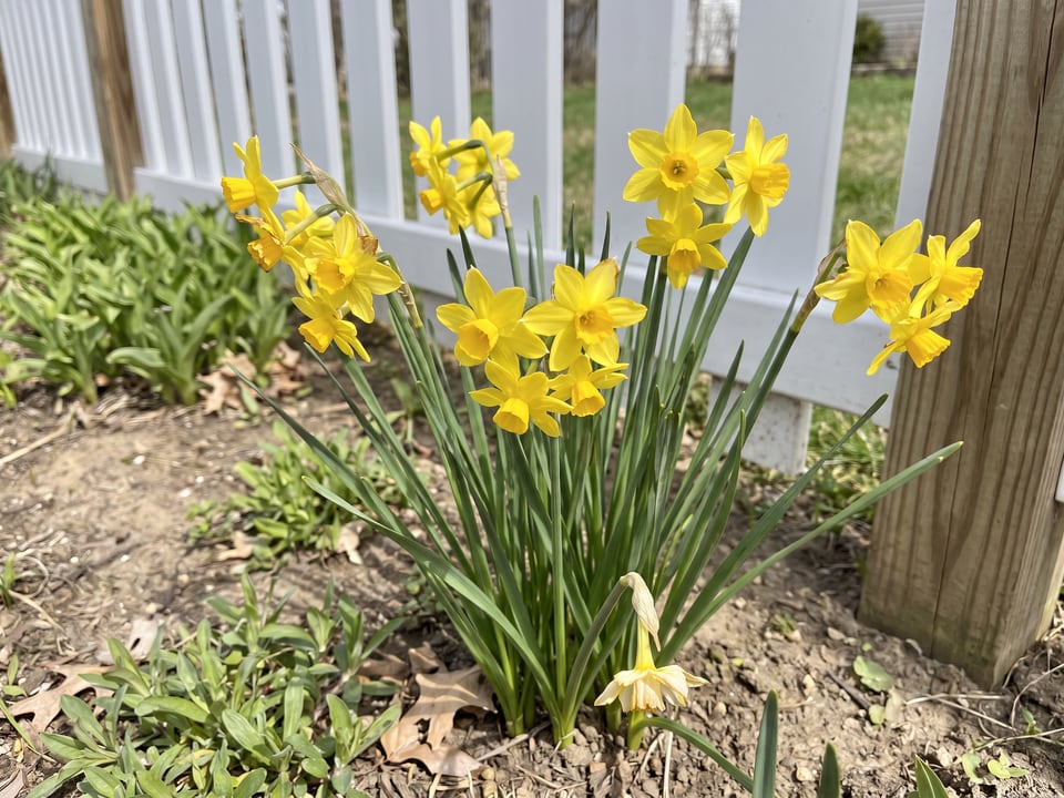 Baby Moon daffodil plants in bloom in a garden