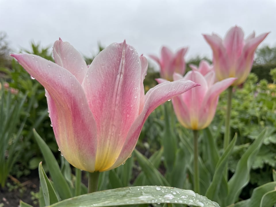 A Ballade Lady tulip flower up close on the plant