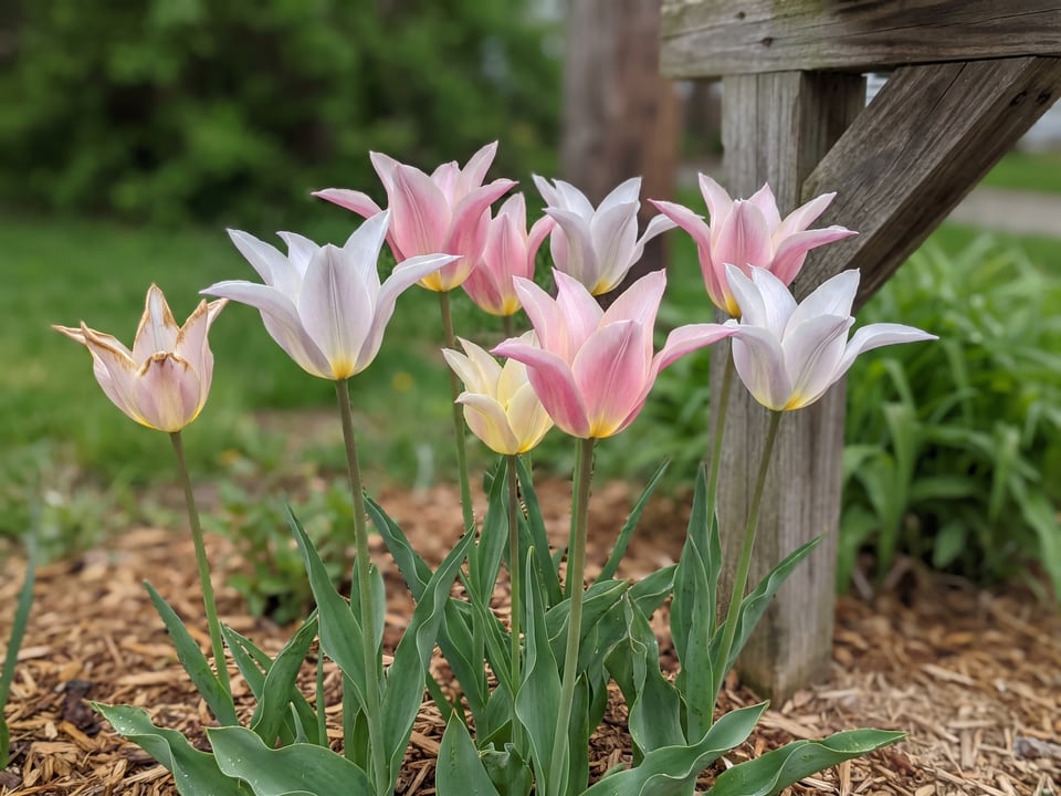Ballade Lady tulip plants in bloom in a garden
