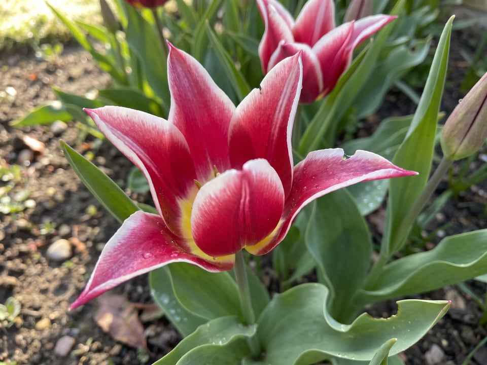 A Ballade tulip flower up close on the plant