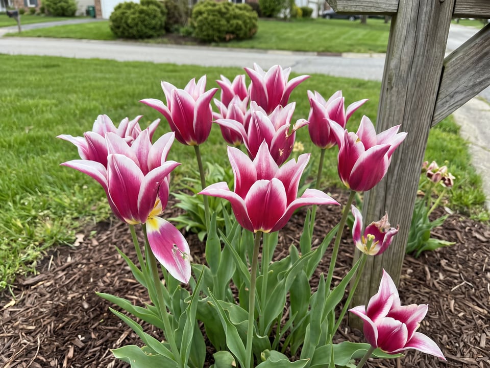 Ballade tulip plants in bloom in a garden