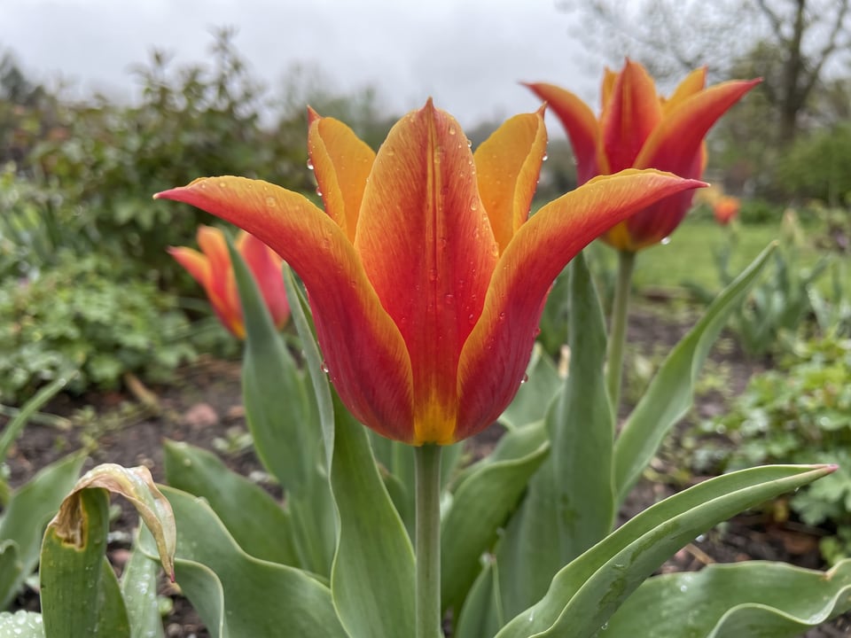 A Ballerina tulip flower up close on the plant