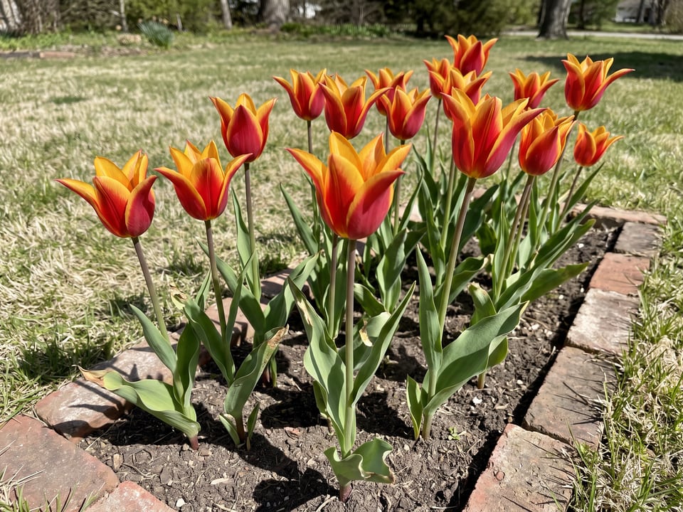 Ballerina tulip plants in bloom in a garden
