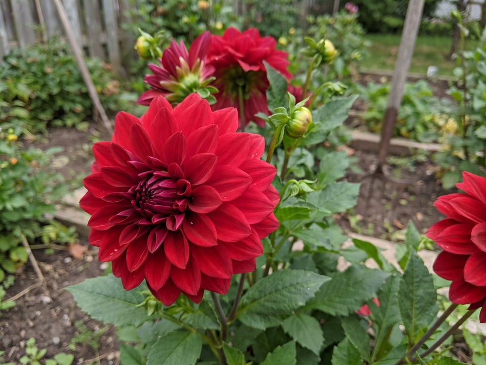 A Barbarossa dahlia flower up close on the plant