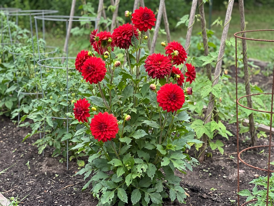 Barbarossa dahlia plants in bloom in a garden