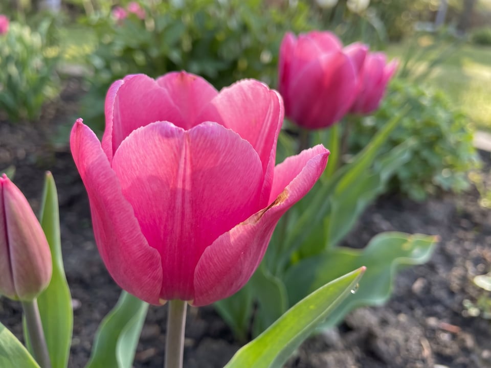 A Barcelona tulip flower up close on the plant