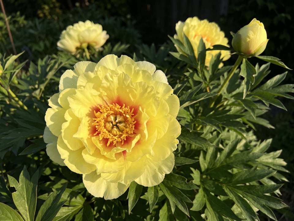 A Bartzella peony flower up close on the plant