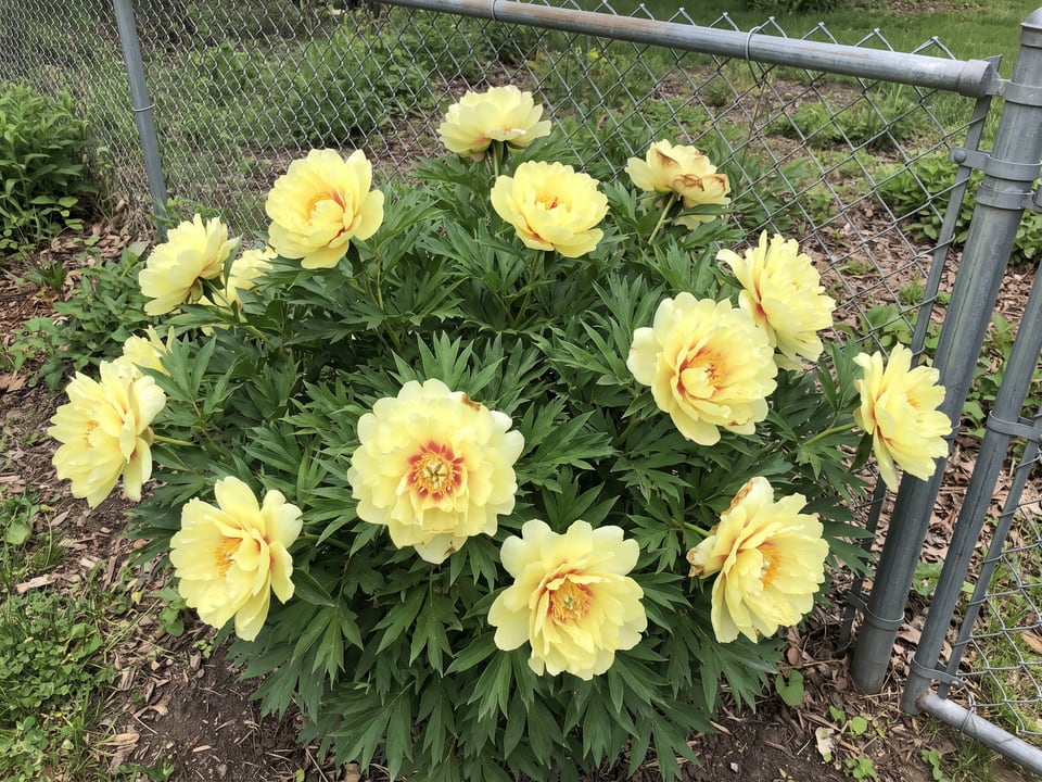 Bartzella peony plants in bloom in a garden