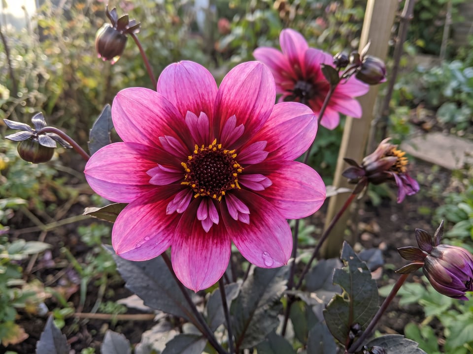 A Bee Happy dahlia flower up close on the plant