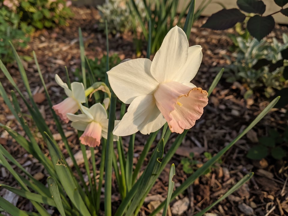 A Bell Song daffodil flower up close on the plant