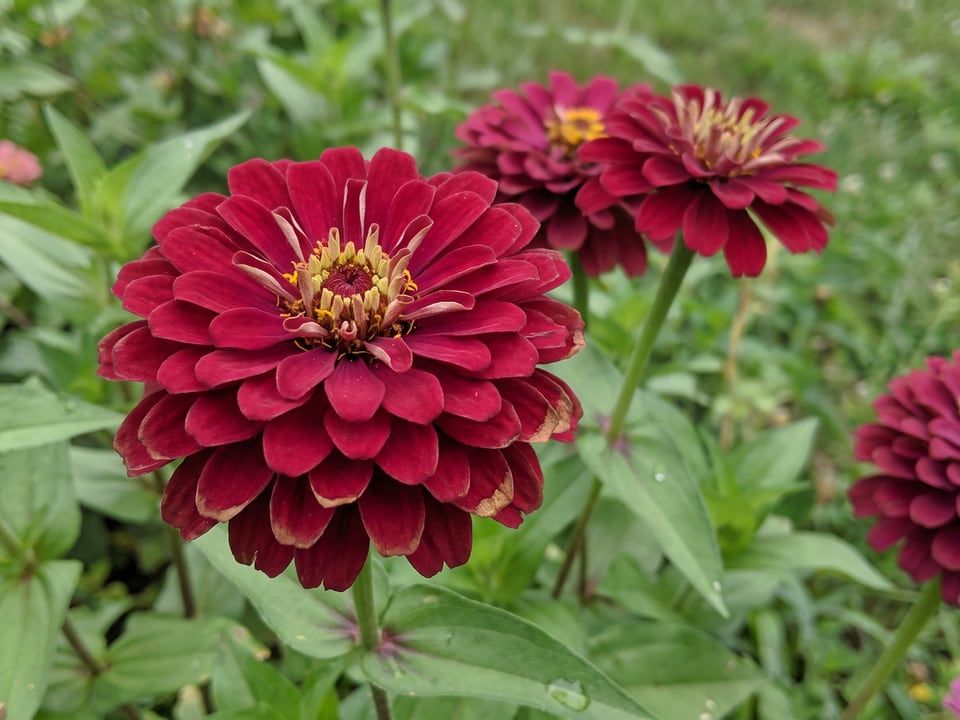 A Benary's Giant zinnia flower up close on the plant
