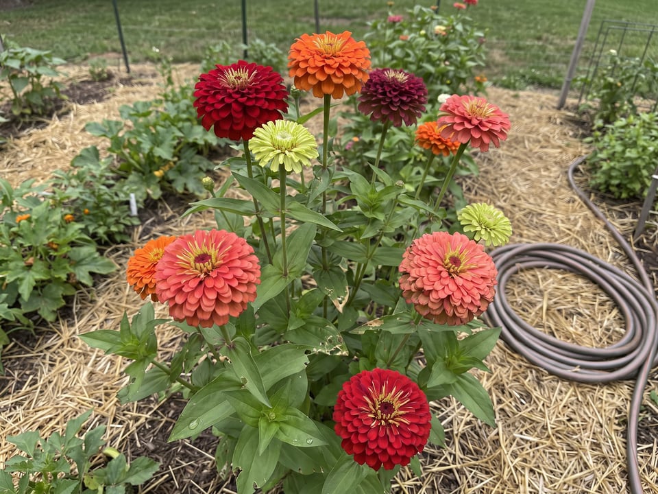 Benary's Giant zinnia plants in bloom in a garden