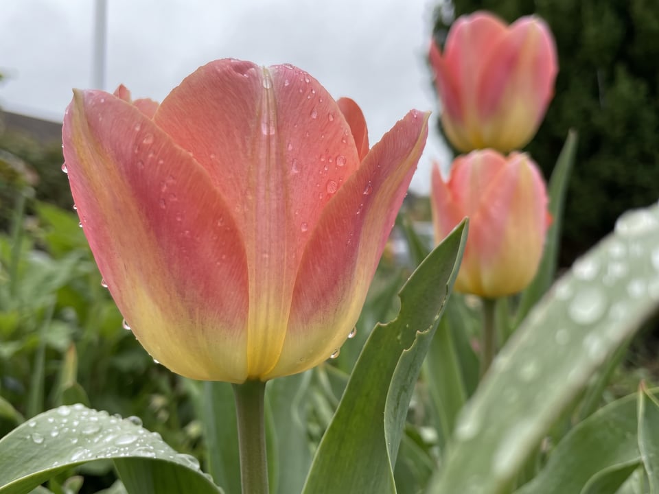 A Big Chief tulip flower up close on the plant