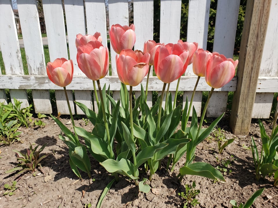Big Chief tulip plants in bloom in a garden
