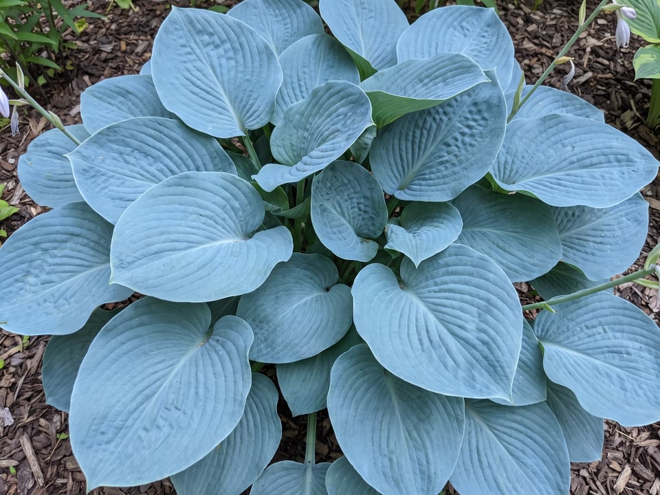 Leaves of Big Daddy hosta up close