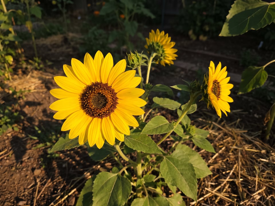 A Big Smile sunflower flower up close on the plant