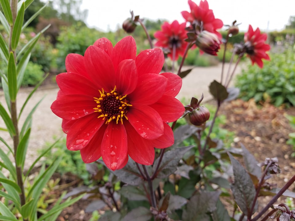 A Bishop of Llandaff dahlia flower up close on the plant