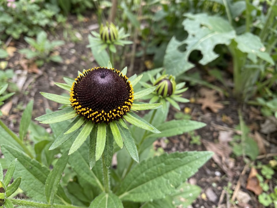 A Black Beauty black-eyed Susan flower up close on the plant