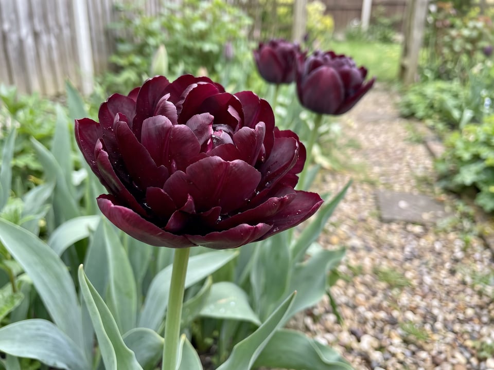 A Black Hero tulip flower up close on the plant