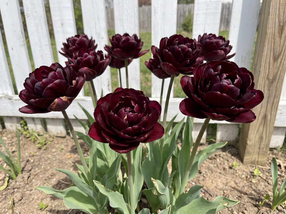 Black Hero tulip plants in bloom in a garden