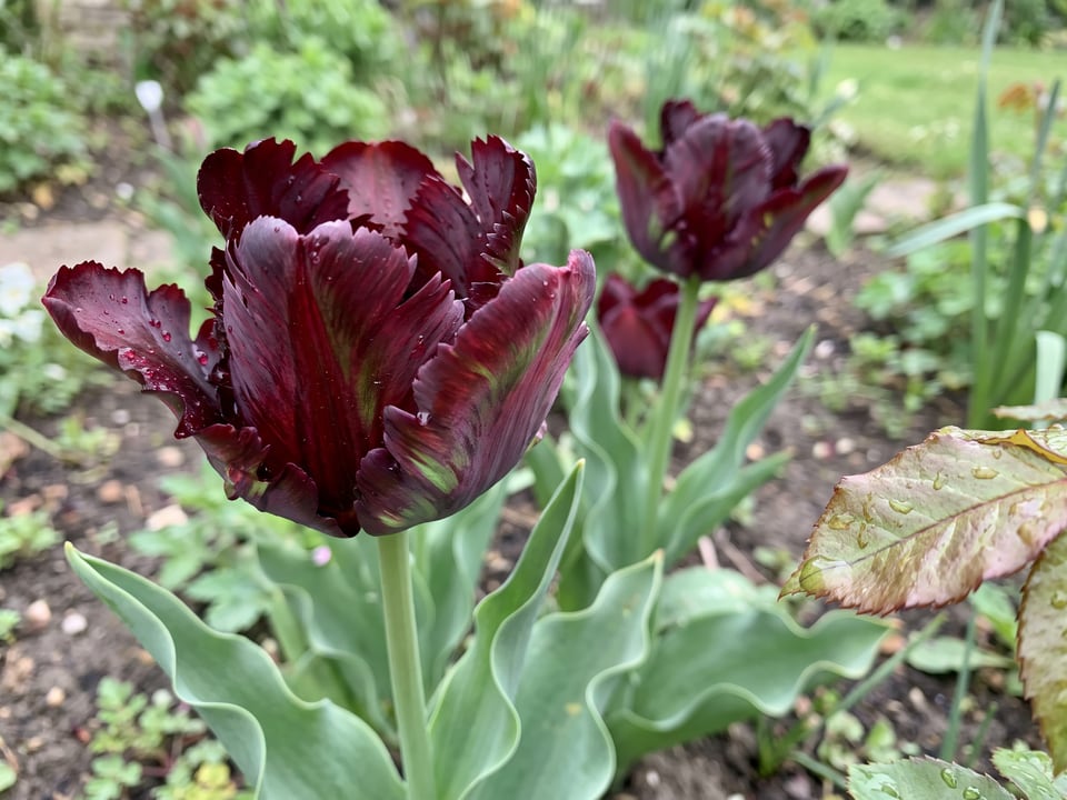 A Black Parrot tulip flower up close on the plant