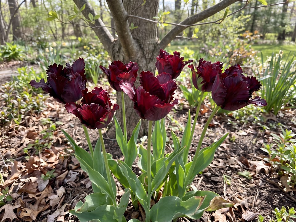 Black Parrot tulip plants in bloom in a garden