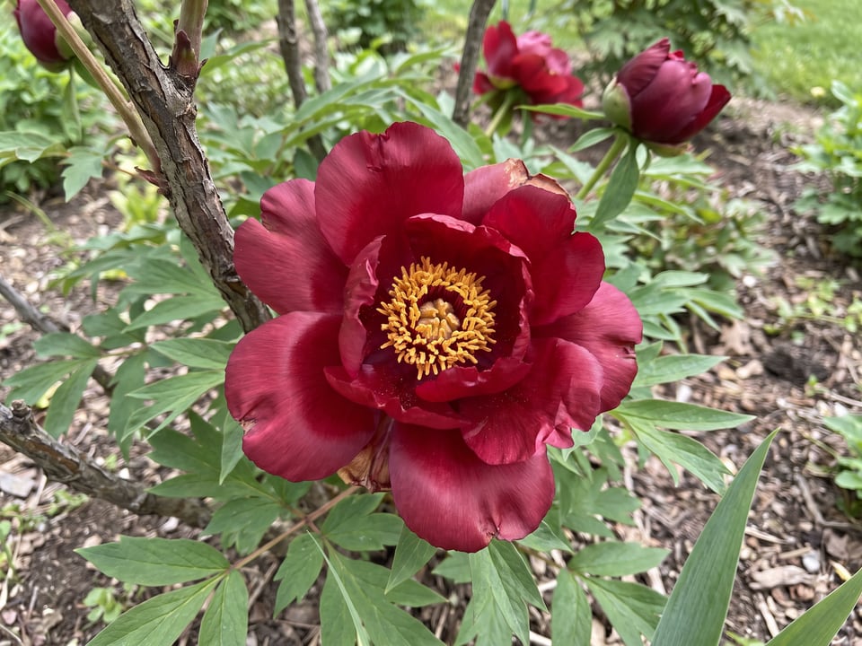 A Black Pirate peony flower up close on the plant