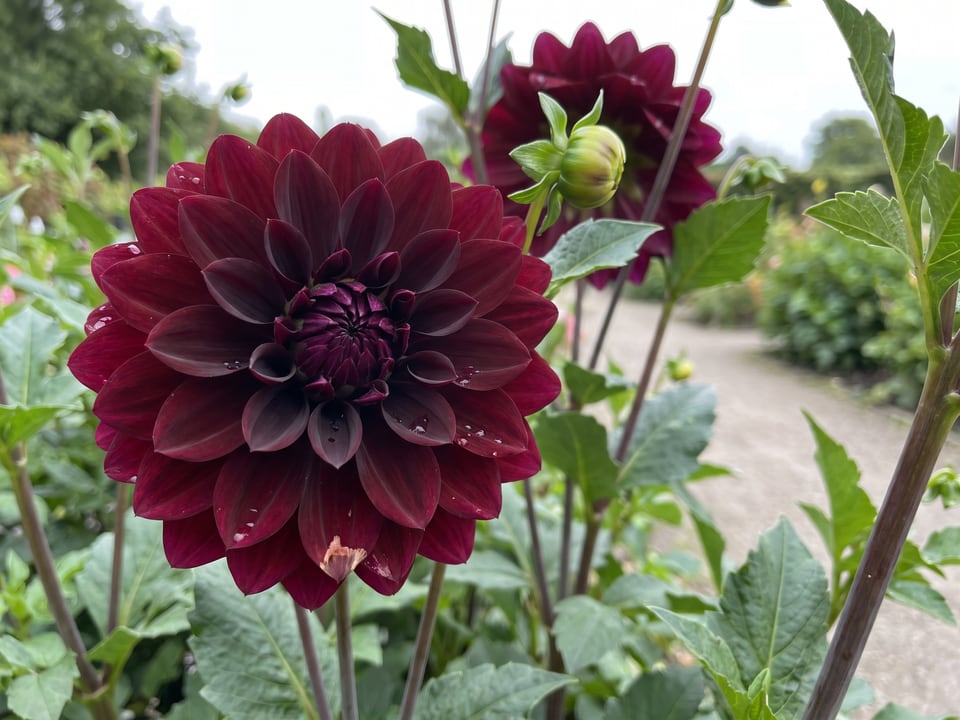 A Black Satin dahlia flower up close on the plant