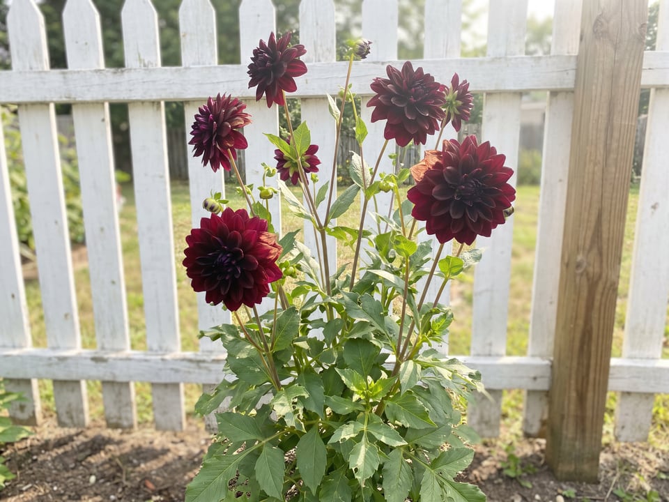 Black Satin dahlia plants in bloom in a garden