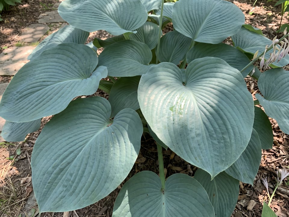 Leaves of Blue Angel hosta up close