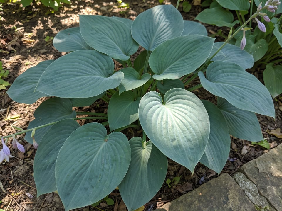 Leaves of Blue Cadet hosta up close