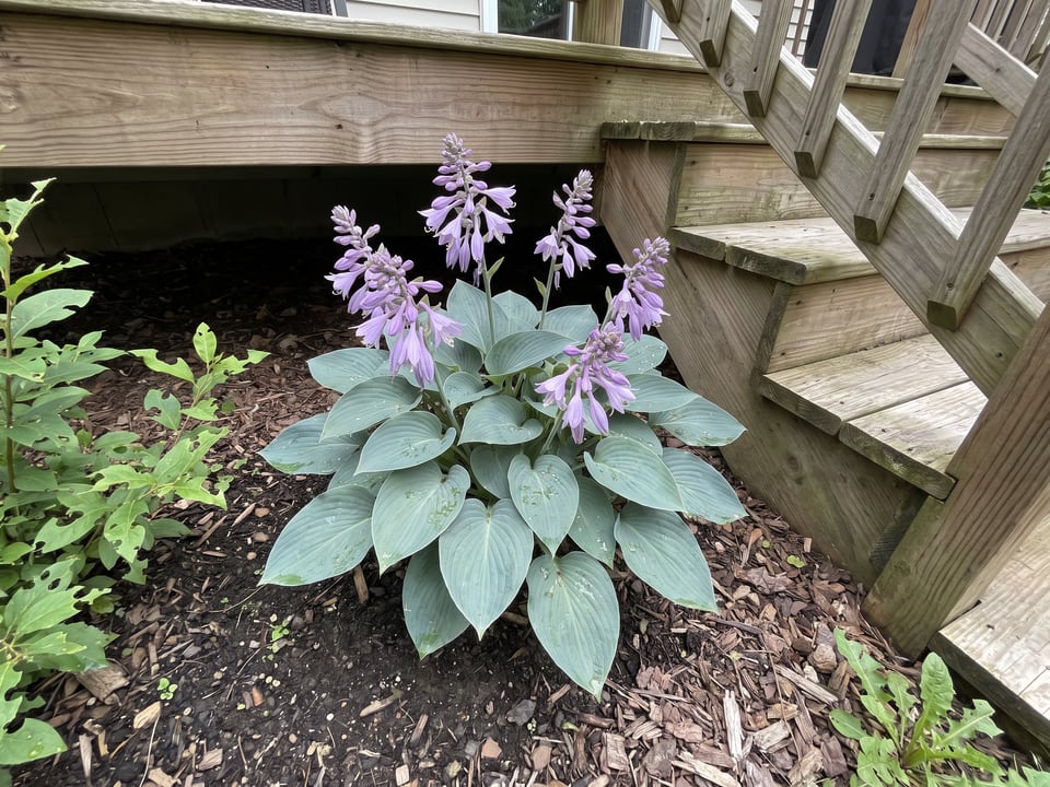 A Blue Cadet hosta clump growing in a shade garden