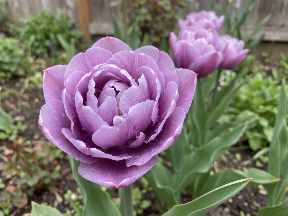 A Blue Diamond tulip flower up close on the plant
