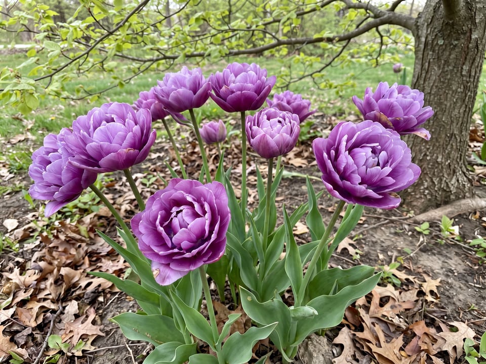 Blue Diamond tulip plants in bloom in a garden