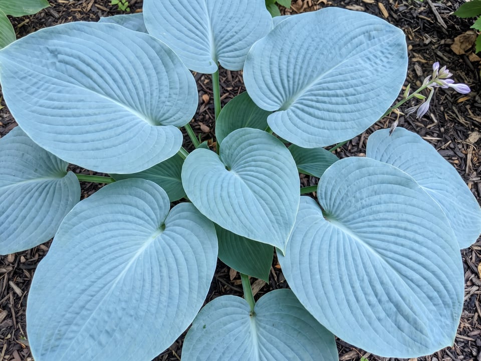 Leaves of Blue Hawaii hosta up close