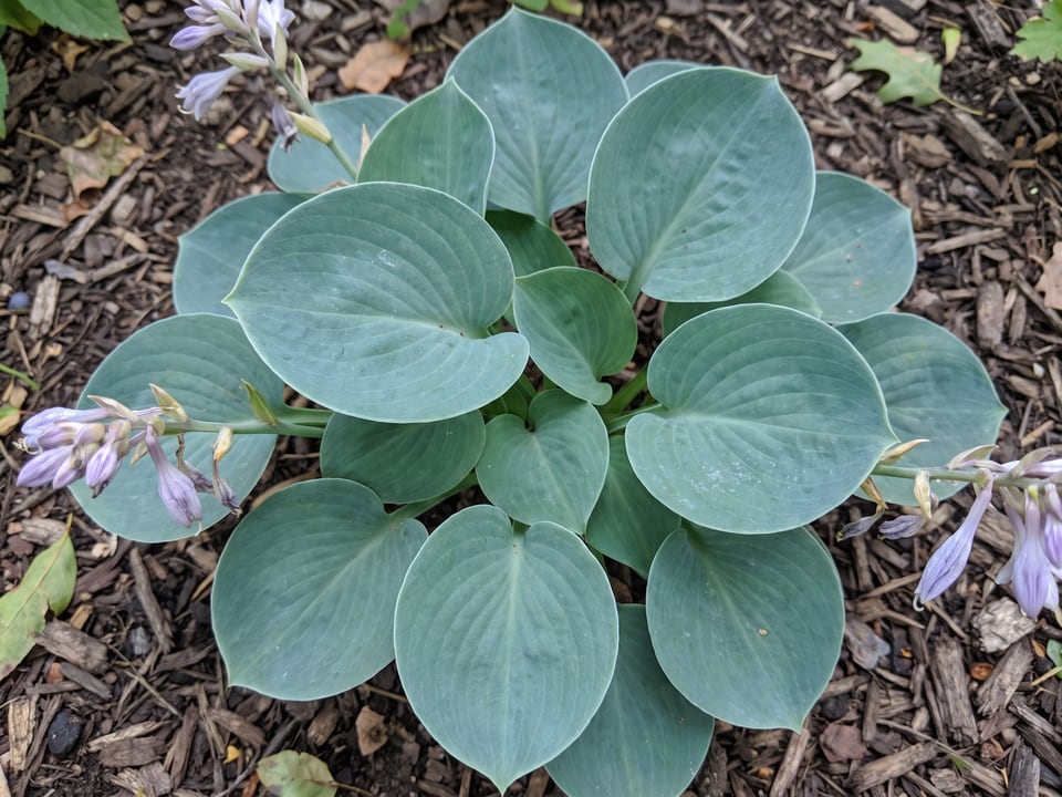 Leaves of Blue Mouse Ears hosta up close